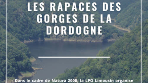 Les rapaces des gorges de la Dordogne