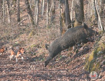 Société de chasse de Sarroux et Société de chasse de Saint Julien