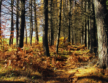 Les Amis Des Reflets D'Automne