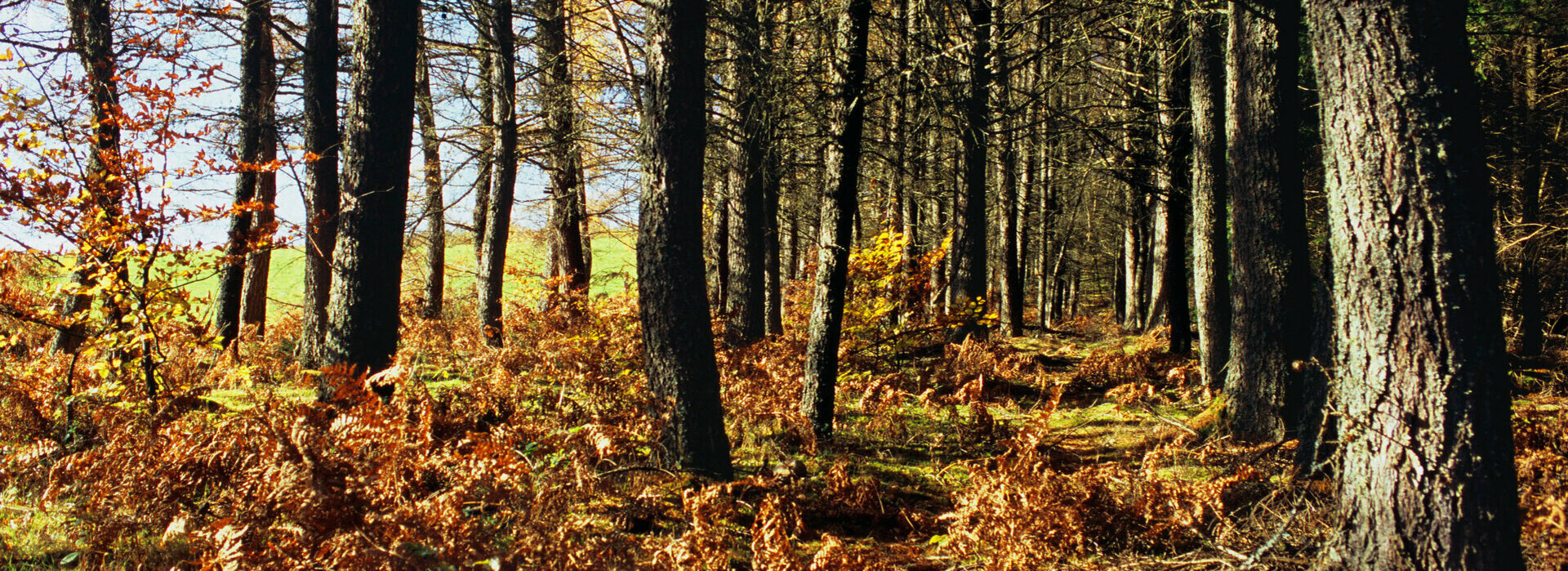 Reportages sur le territoire de Sarroux-Saint Julien